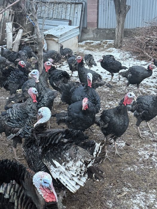 Продаётся индюки сатылымда индюктар