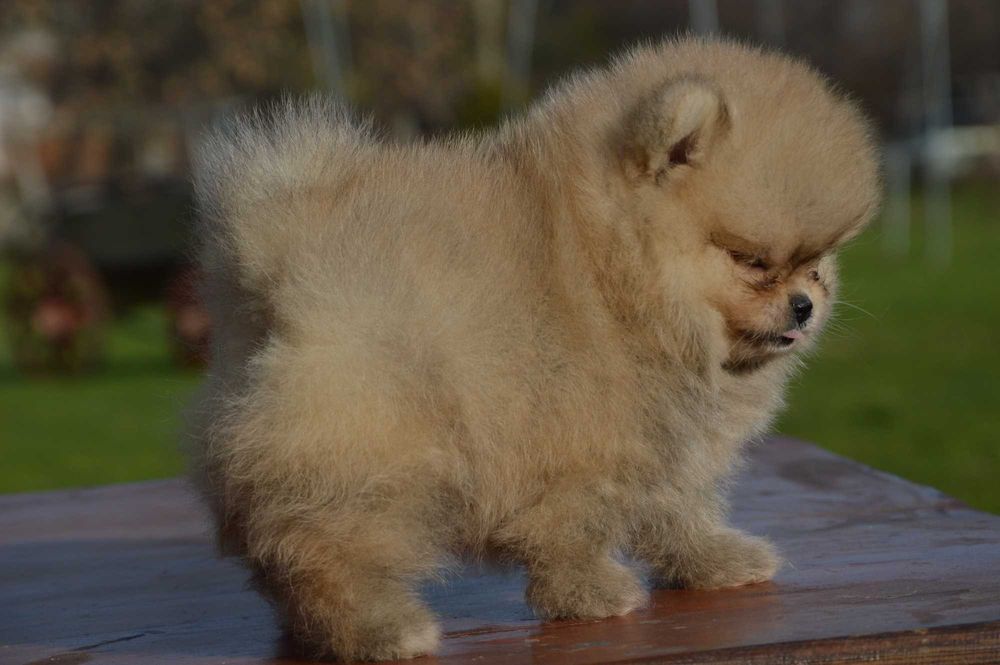 Померан мини baby face