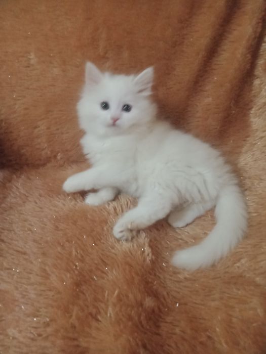 Продается скотиш страйт хайленд.