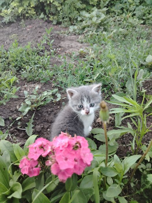 Отдадим котёнка в добрые руки
