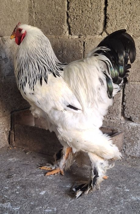 Vând cocoș brahma HD 2025
