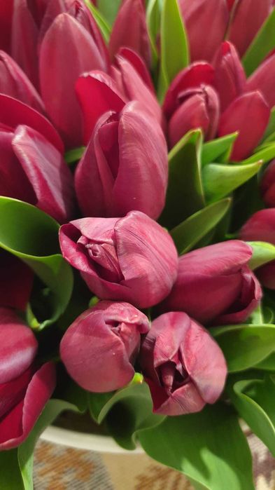 Bulbi lalele mix, calitate superioară, pregătiți de plantare