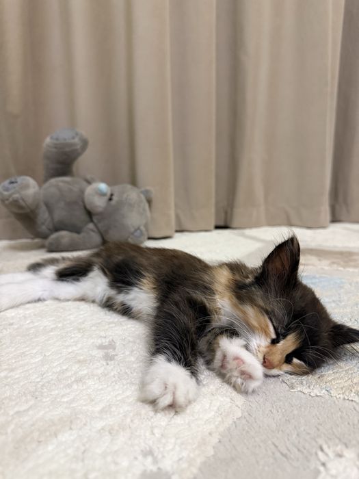Отдам котенка в добрые руки