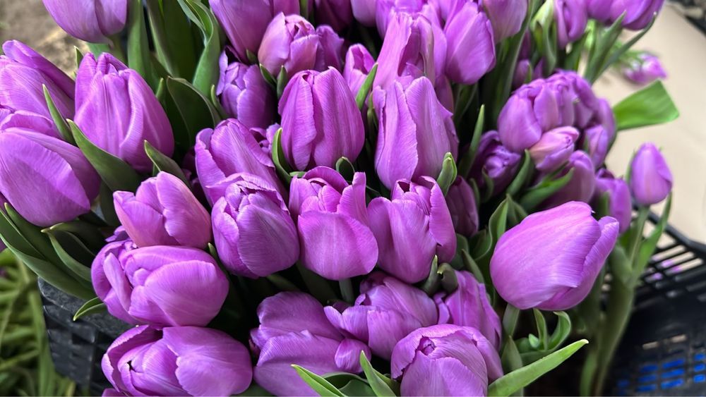 Букеты из тюльпанов