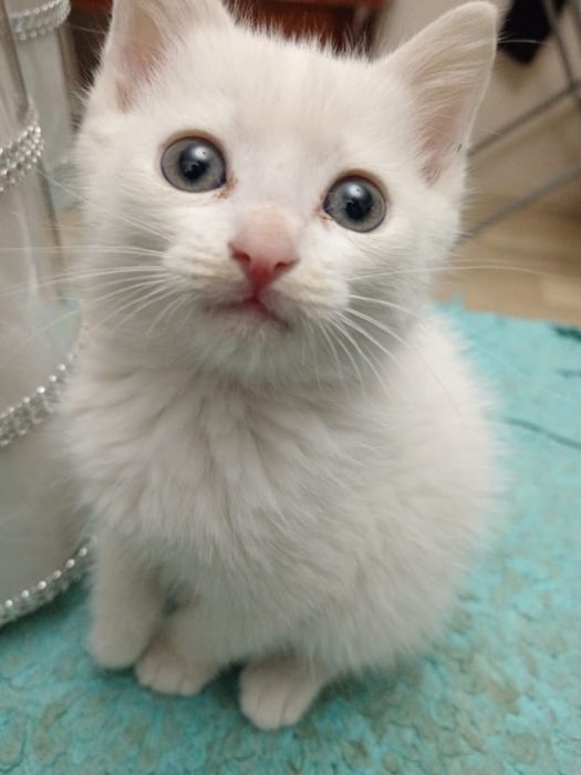 Отдам котенка в надежные руки,