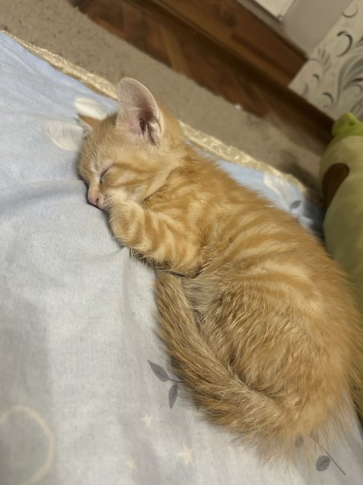 Отдам котенка мальчик