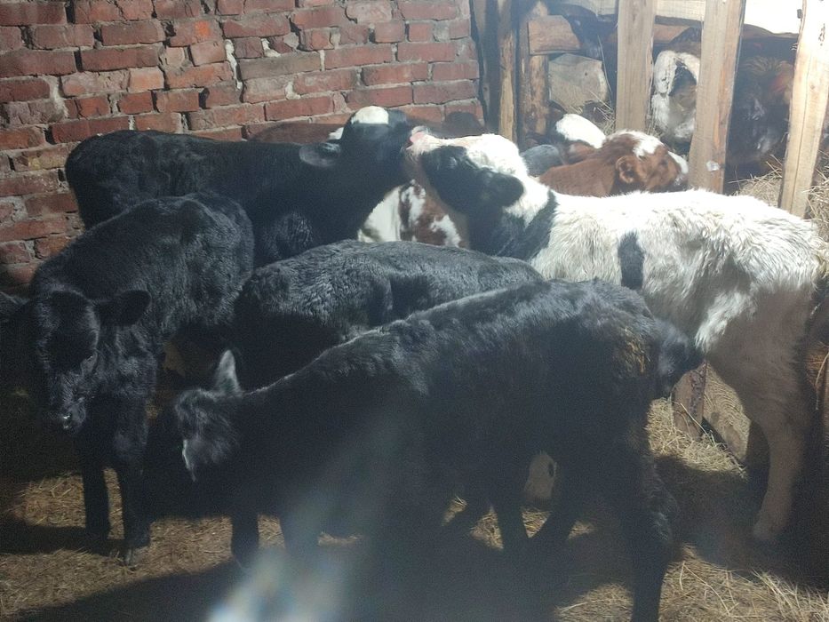 Продам телят бычков и тёлочки