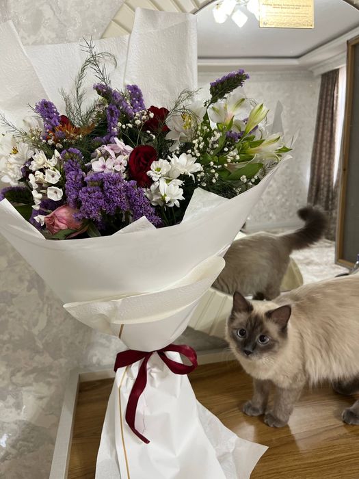 Zotdor siamskiy mushuk