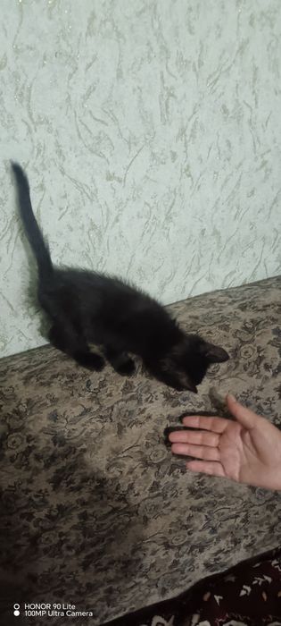 Отдам котика в хорошие руки