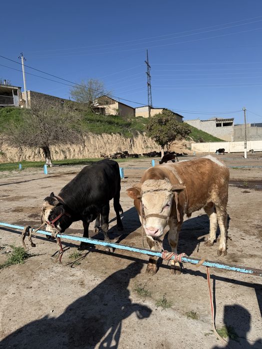 srochni sotiladi xukkiz