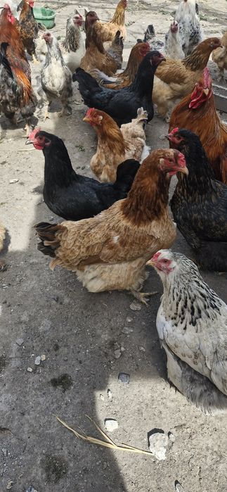 Инкубационные яйца