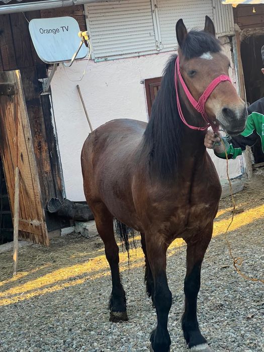 Vând iapa de 6 ani.