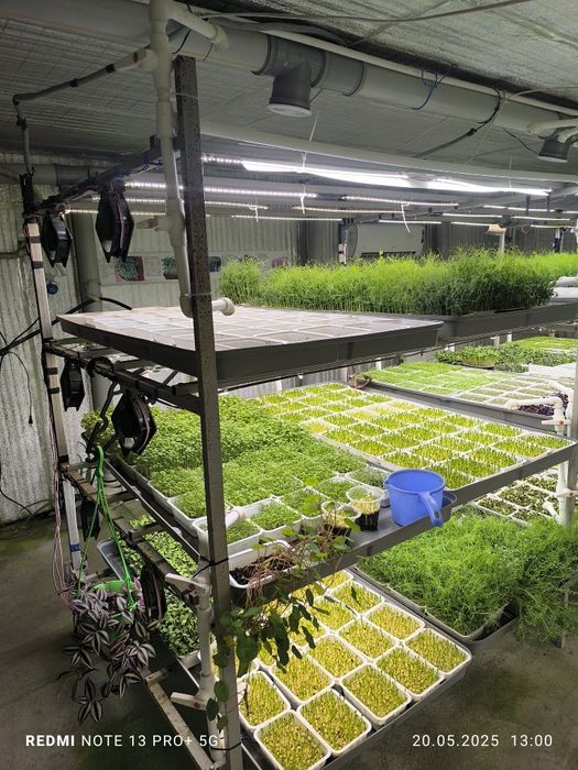 Yuz foiz tabir juda kuchli quvvatga ega maxsus zelenlar fastavks bor