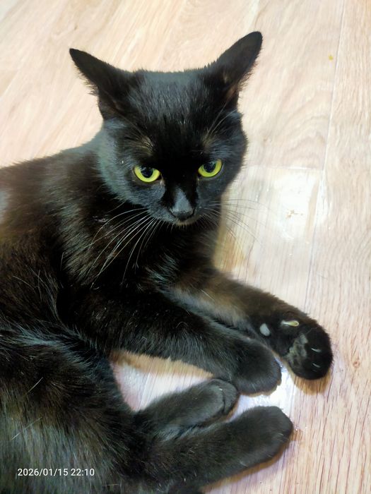 Срочно нужен дом