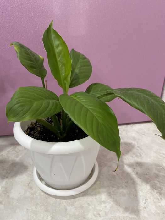 Цветок женское счастье