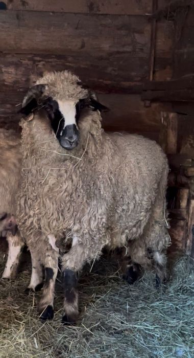 Vând berbecuț brez