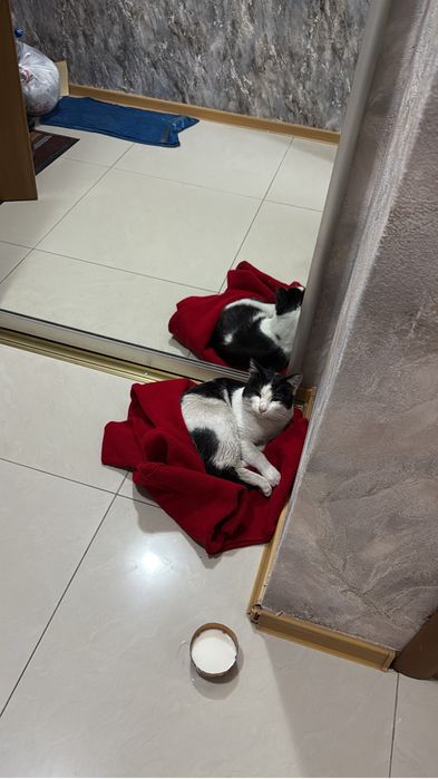 Кот в добрые руки