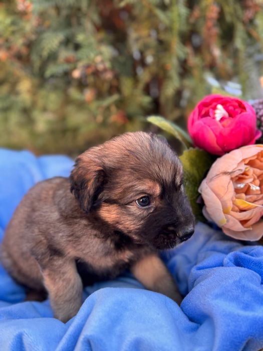 Щеночек мальчик мордастик 1 месяц