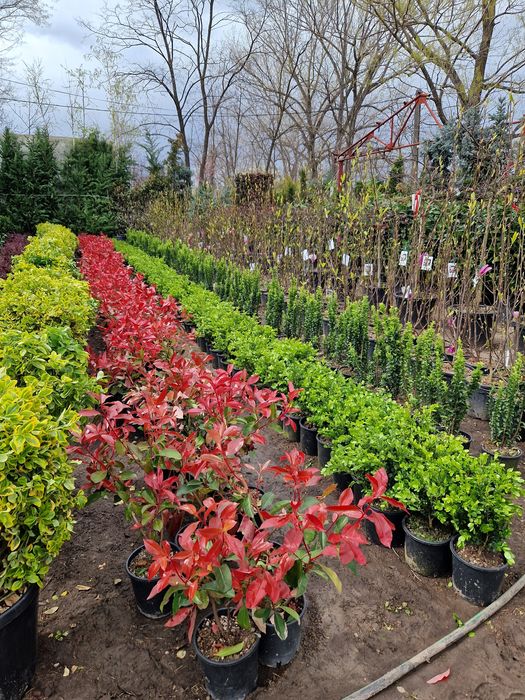 Plante ornamentale