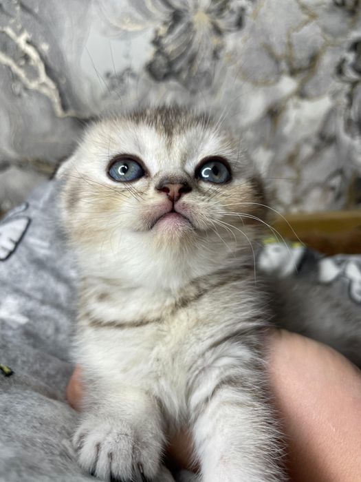 Вислоухий котенок