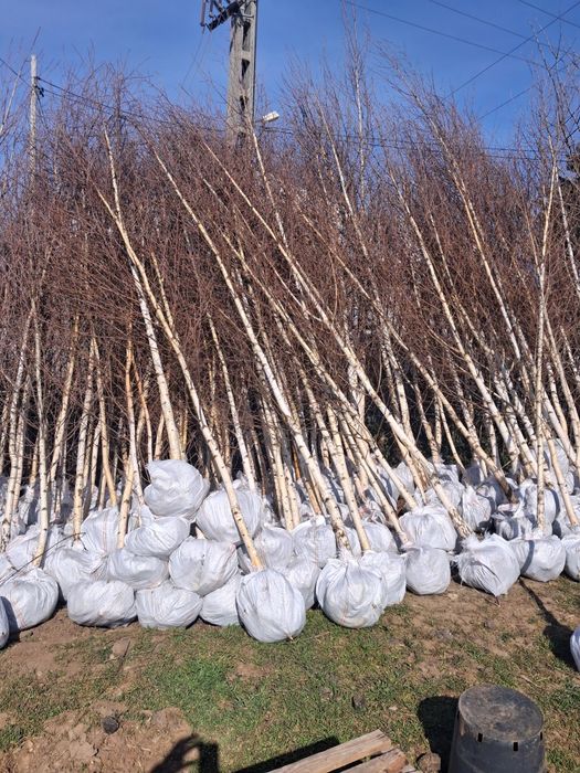 Amenajez spați verzi leyladi