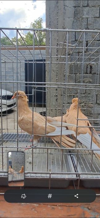 Продам американцы кармилки.