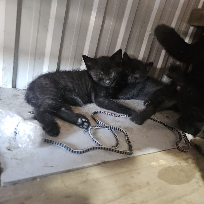 Котята (осталось 4)