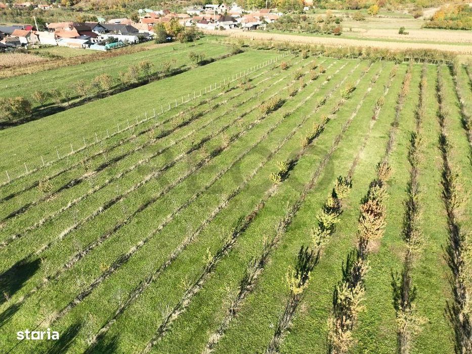 RECO, Teren cu livada de ciresi, Zona Auseu, Bihor
