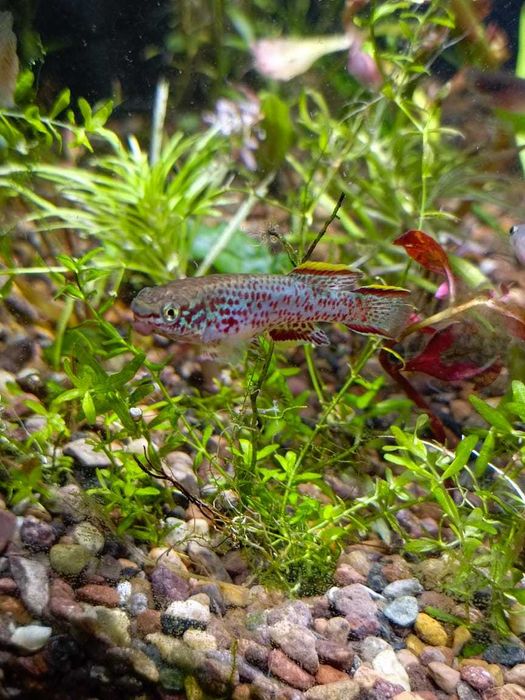 Рыбка-смайлик, Афиосемион Гарднера