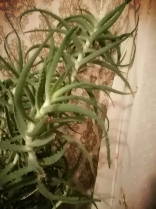 Продам растение Алоэ.