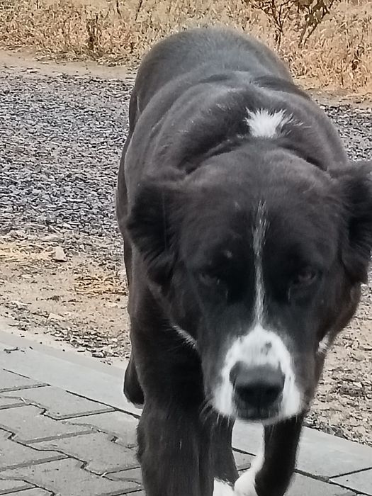 Пропала собака район украинка