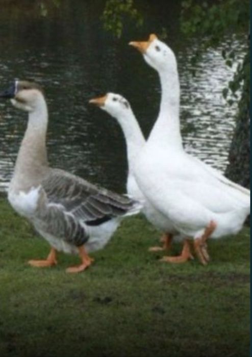 Bursuchniy jir gusiniy jir )₽₽₽₽