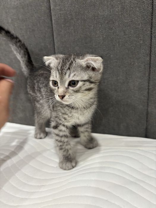 Веслоухий котенок