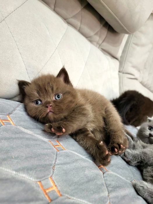 Скоттиш Фолд и Страйт .
