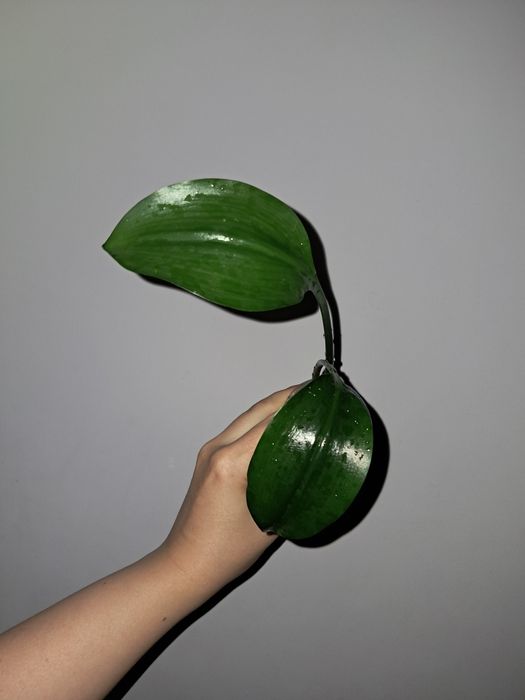 Эухарис Амазонская Лилия