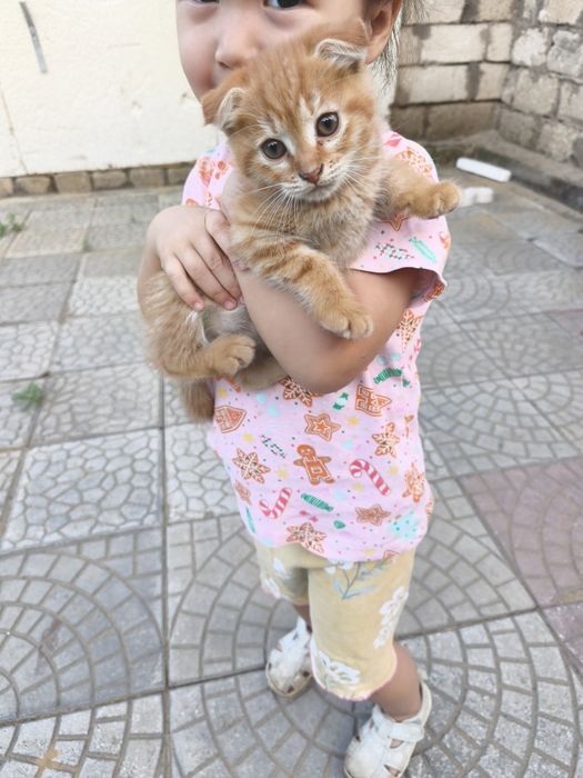 Отдам котенка мальчик