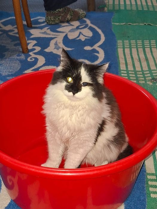 Отдам котенка в добрые руки