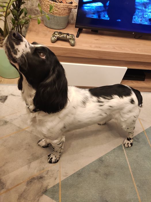 Вязка. Русский охотничий спаниель.