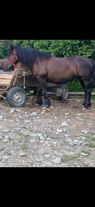 Iapa neagra de 7 ani garantata