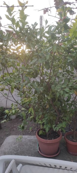 Лимонови дръвчета