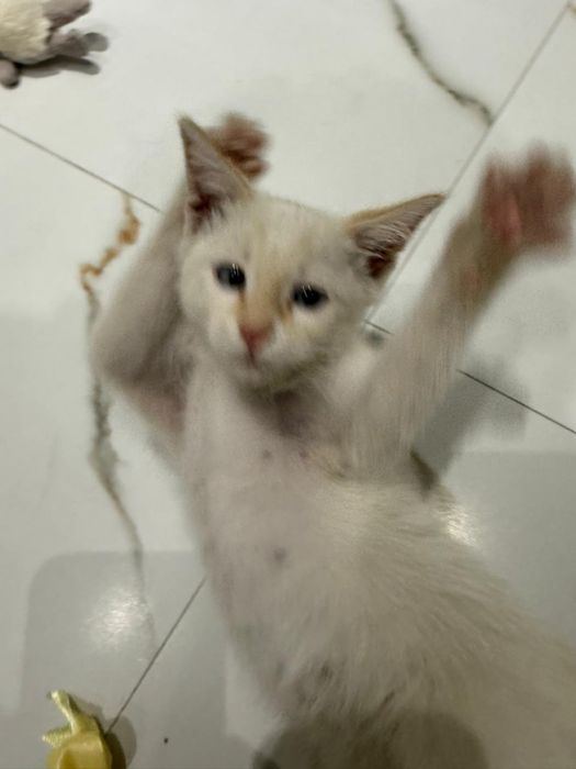 Котенок 3 мес ищет дом