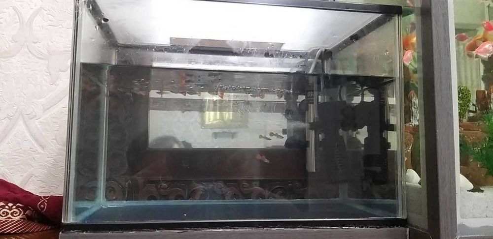 Akvarium Va Guppi 20ta