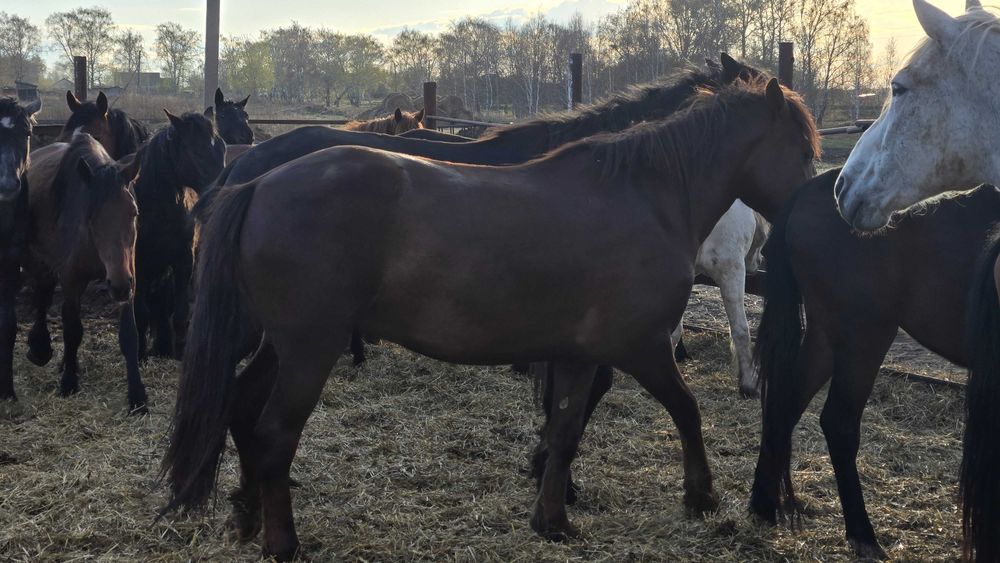 Лошади с откорма