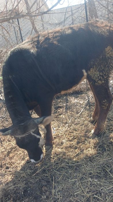 Продам   телку стельную