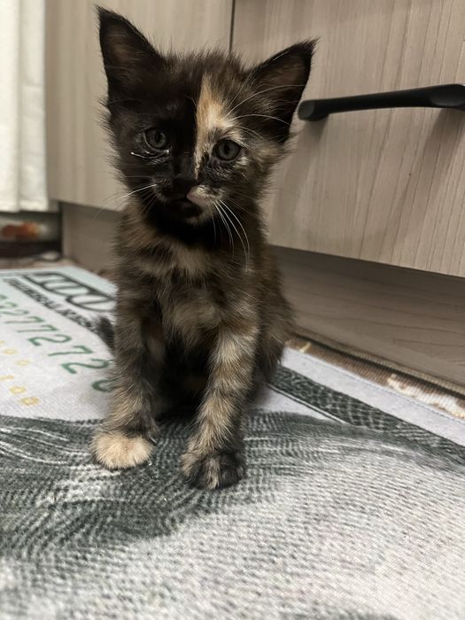 Котята милые и ласковые  ….