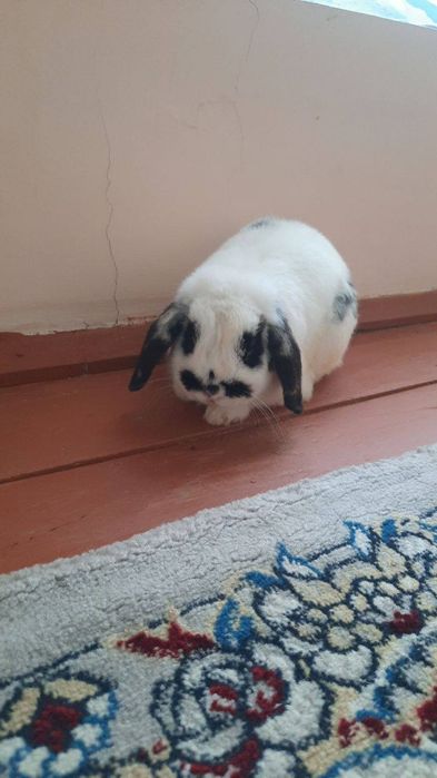 Karlik quyon otasi onasi va 3 ta bolasi sotiladi