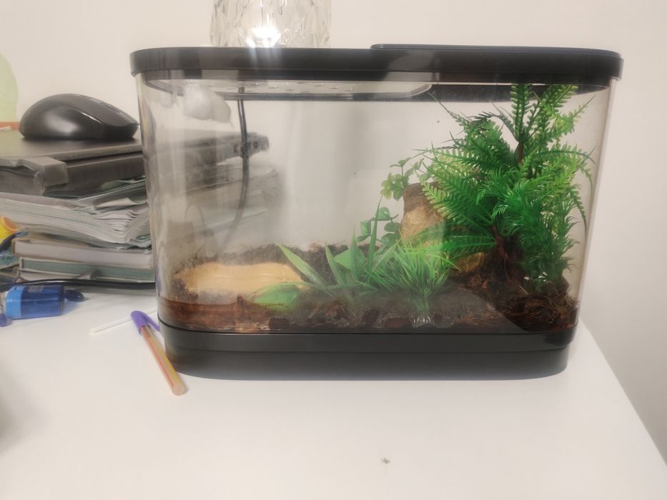 Скорпион для дома