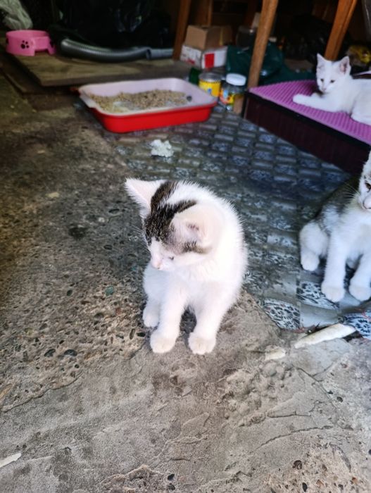 Котята домашние 4 штуки
