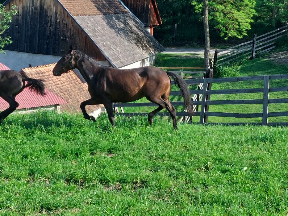 Iapa lipitan Neapolitano