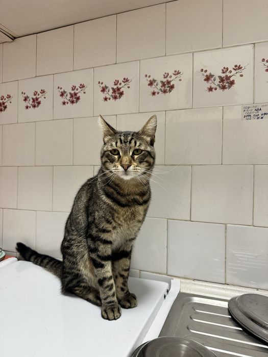 Spre adoptie doua pisici frumoase